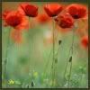 th_poppy.jpg